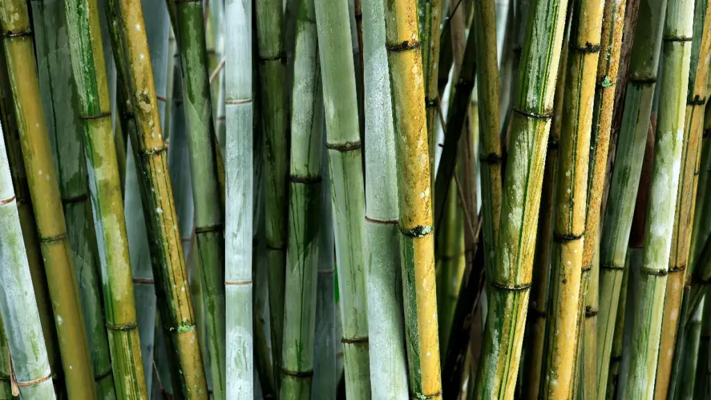 bamboo