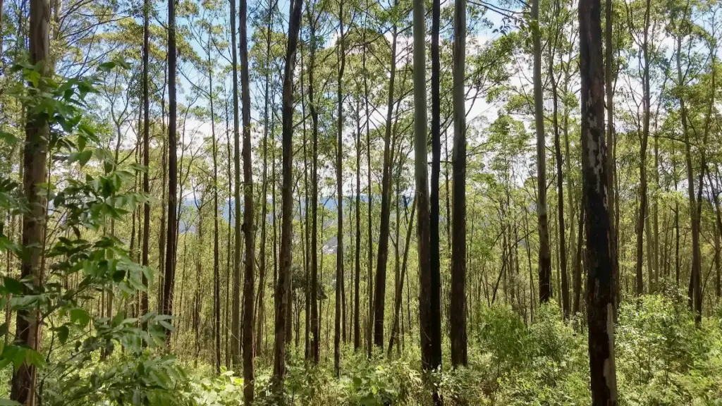 forest
