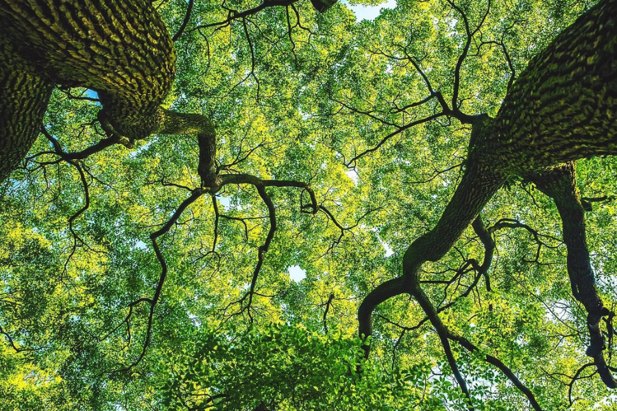green tree